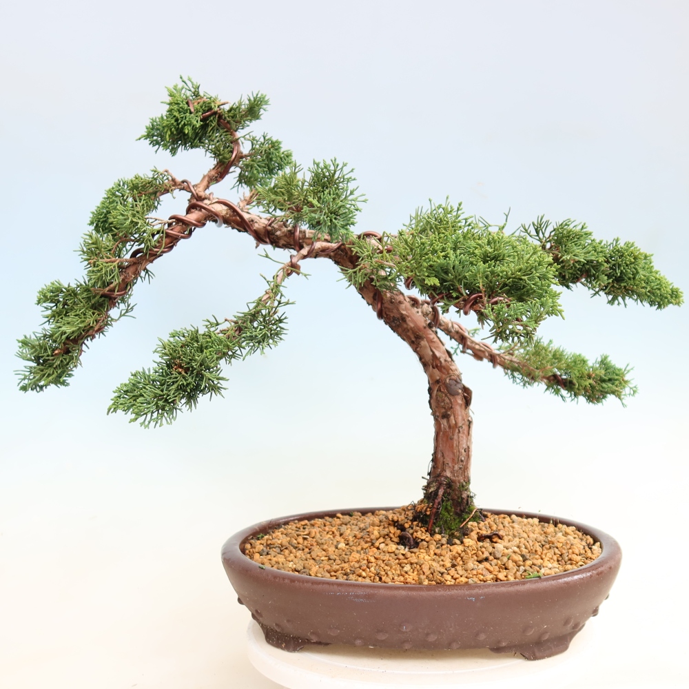 Bonsai da esterno - Juniperus chinensis Kishu