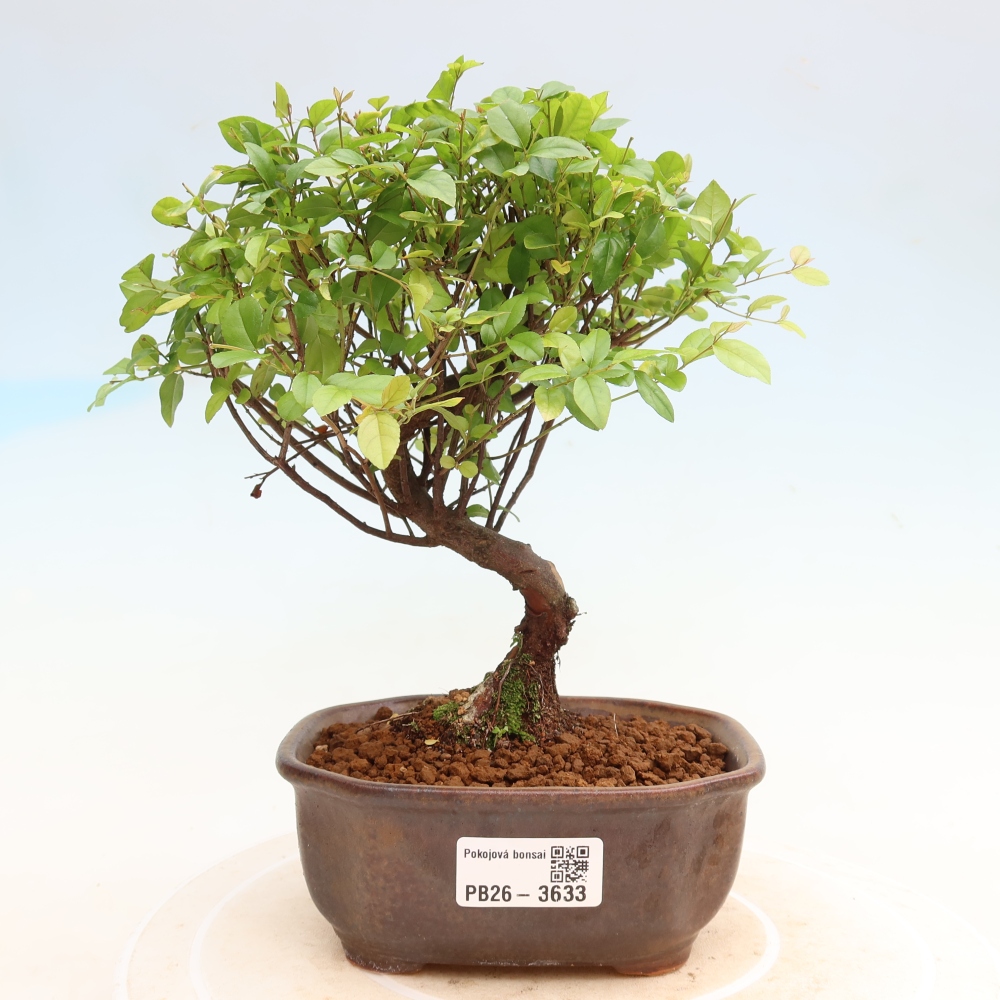 Camera bonsai - Sageretia thea - Sageretia thea