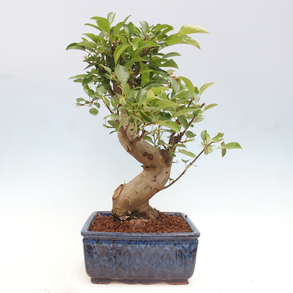 Bonsai da esterno -Malus halliana - Melo a frutto piccolo