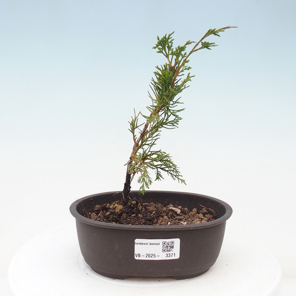 Bonsai da esterno - Juniperus chinensis Itoigawa