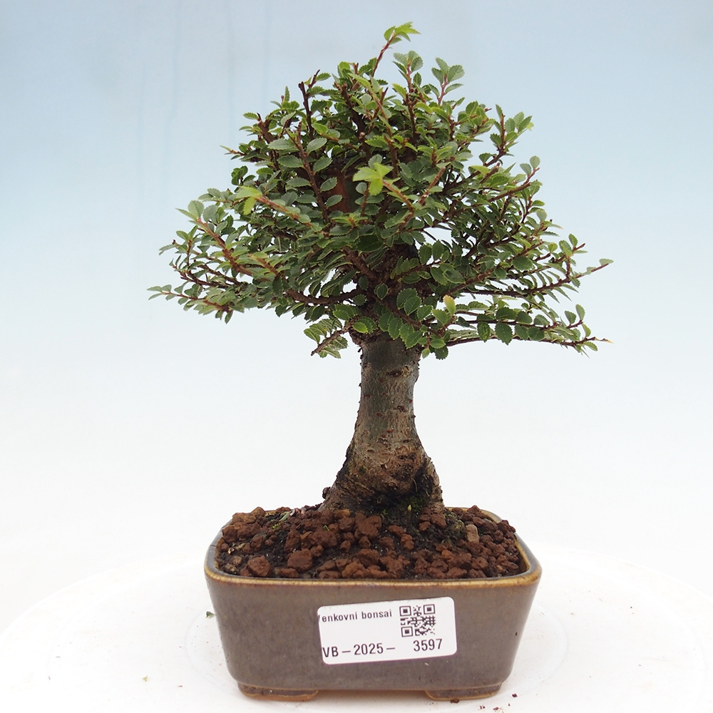 Bonsai da esterno - Ulmus parvifolia Hokkaido - Olmo cinese