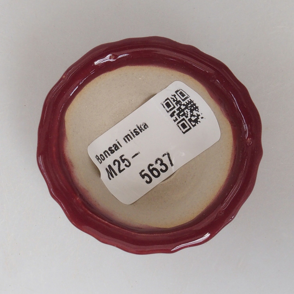Mini bonsai 5 x 5 x 2,5 cm, colore bordeaux