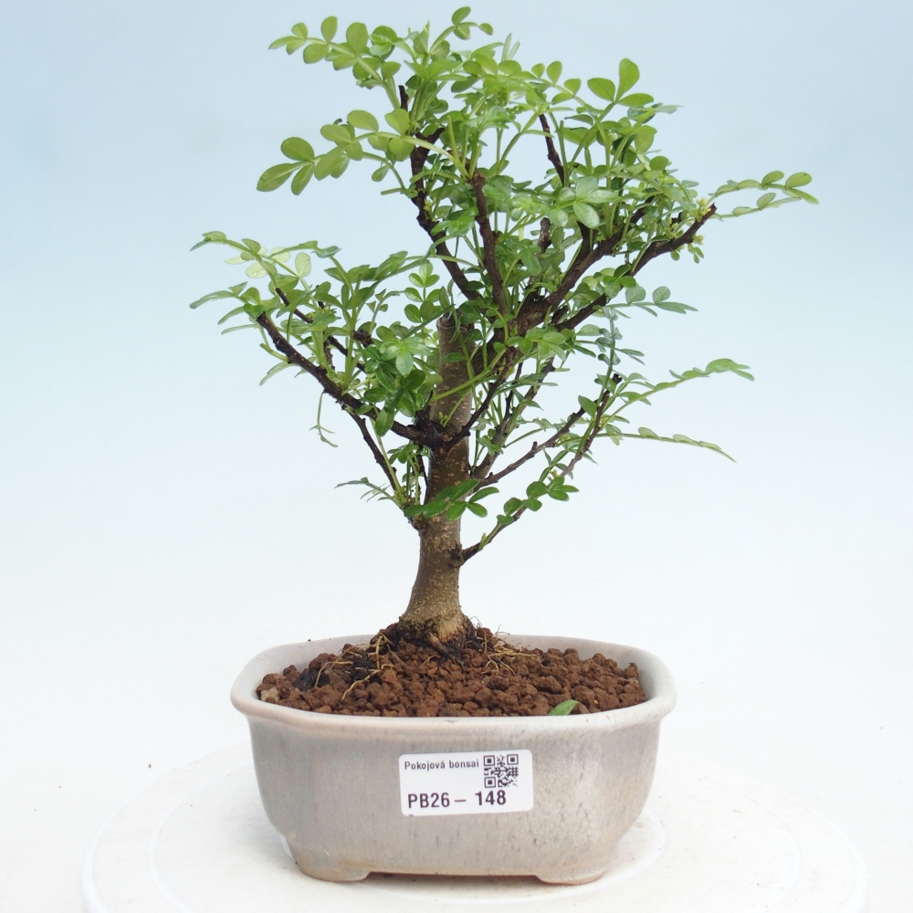 Camera bonsai - Zantoxylum piperitum - albero del pepe