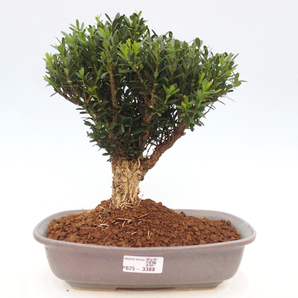 Camera bonsai - Buxus harlandii - buxus da sughero