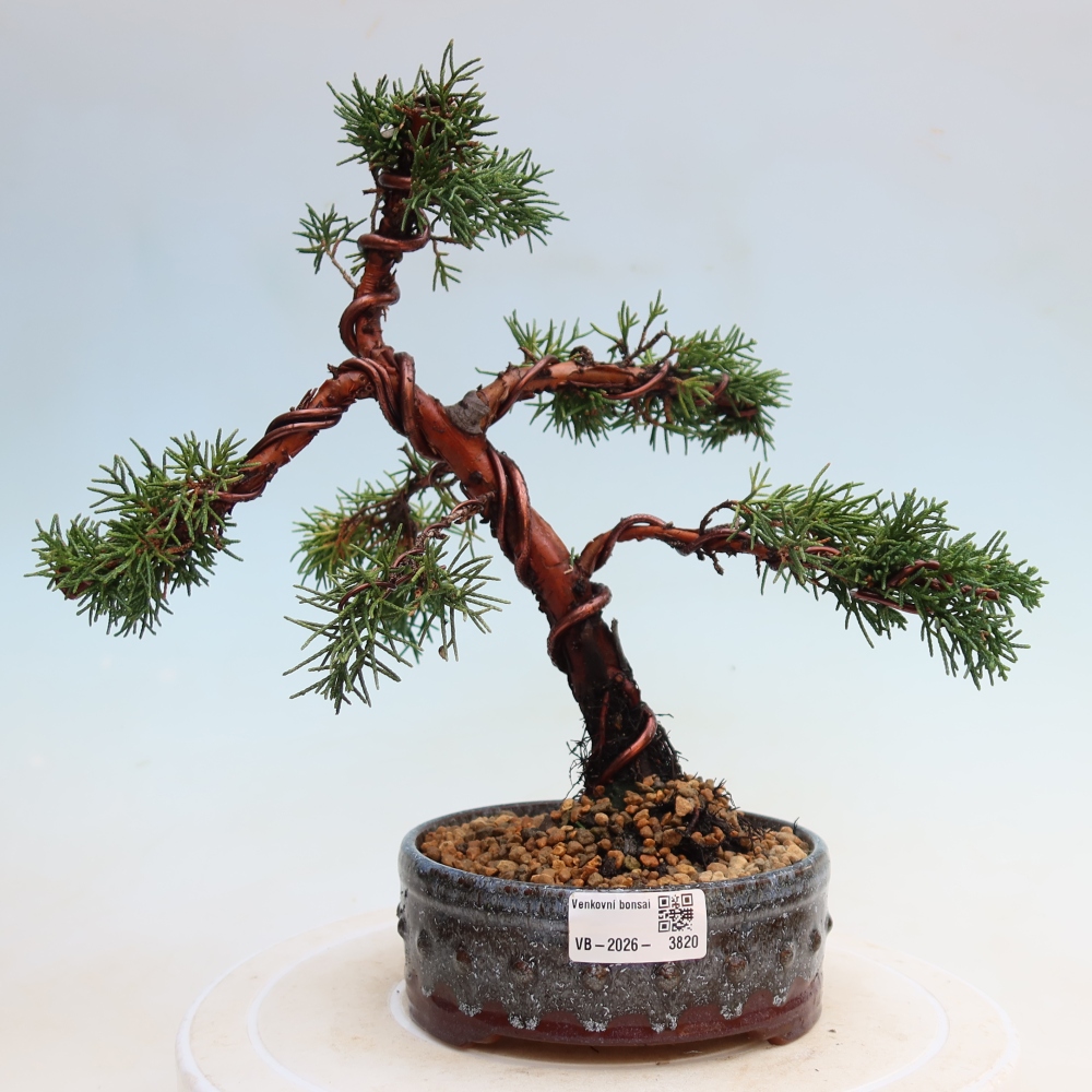 Bonsai da esterno - Juniperus chinensis Kishu