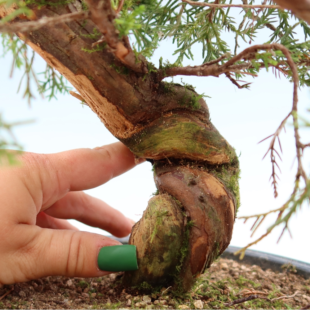 Bonsai da esterno - Juniperus chinensis Itoigawa-Juniperus chinensis