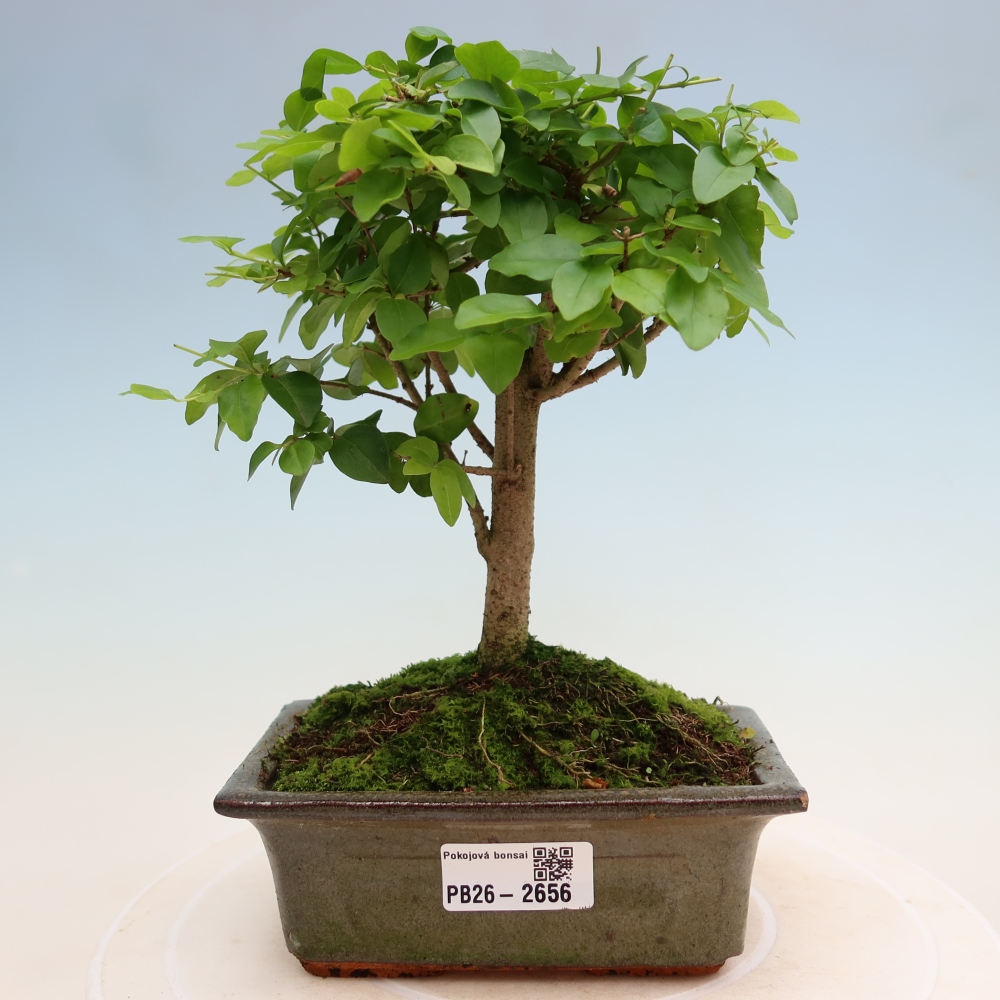 Camera bonsai -Ligustrum chinensis - Becco d'uccello