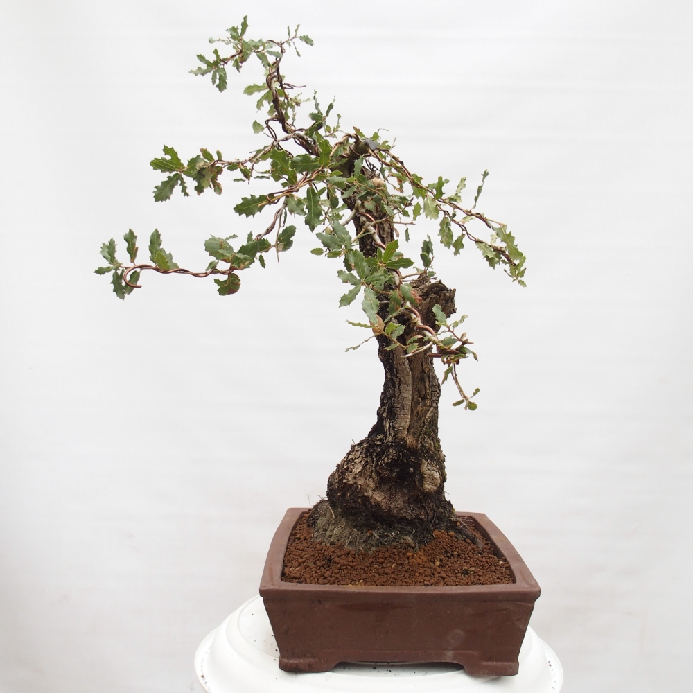 Yamadori - Quercus Ilex - Agrifoglio di quercia