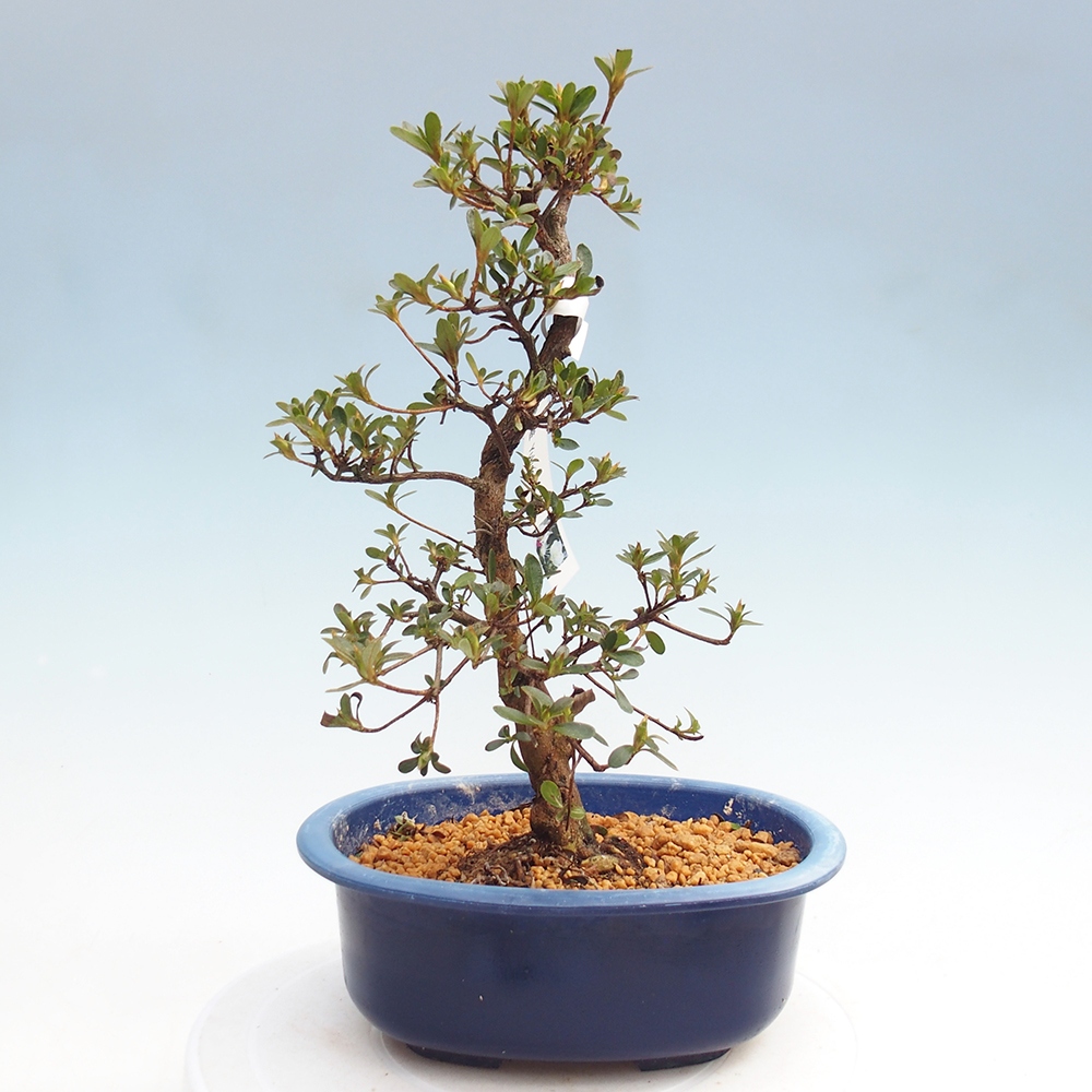 Bonsai da esterno - Azalea giapponese - Azalea Yukigesho