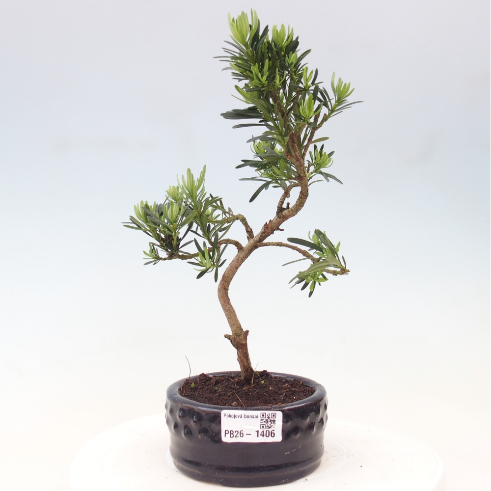 Camera bonsai - Podocarpus - Tasso delle pietre