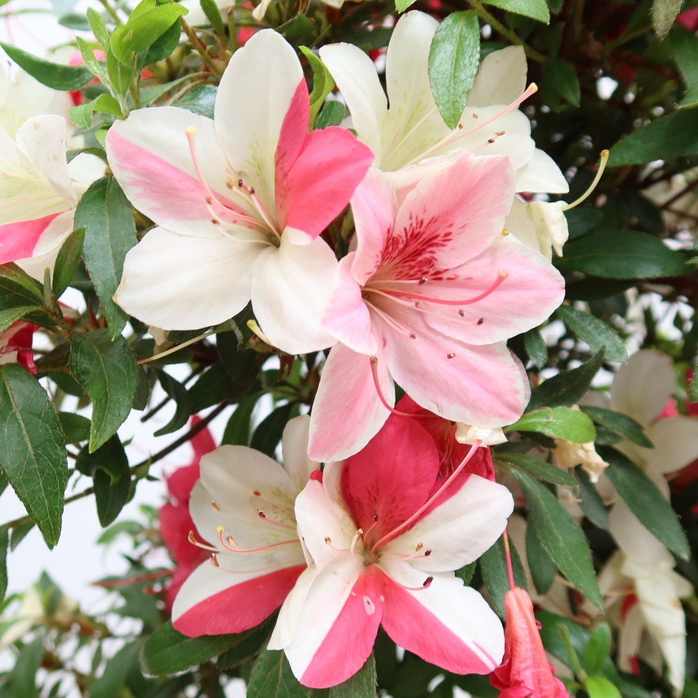 Bonsai da esterno - Azalea giapponese - Azalea satsuki