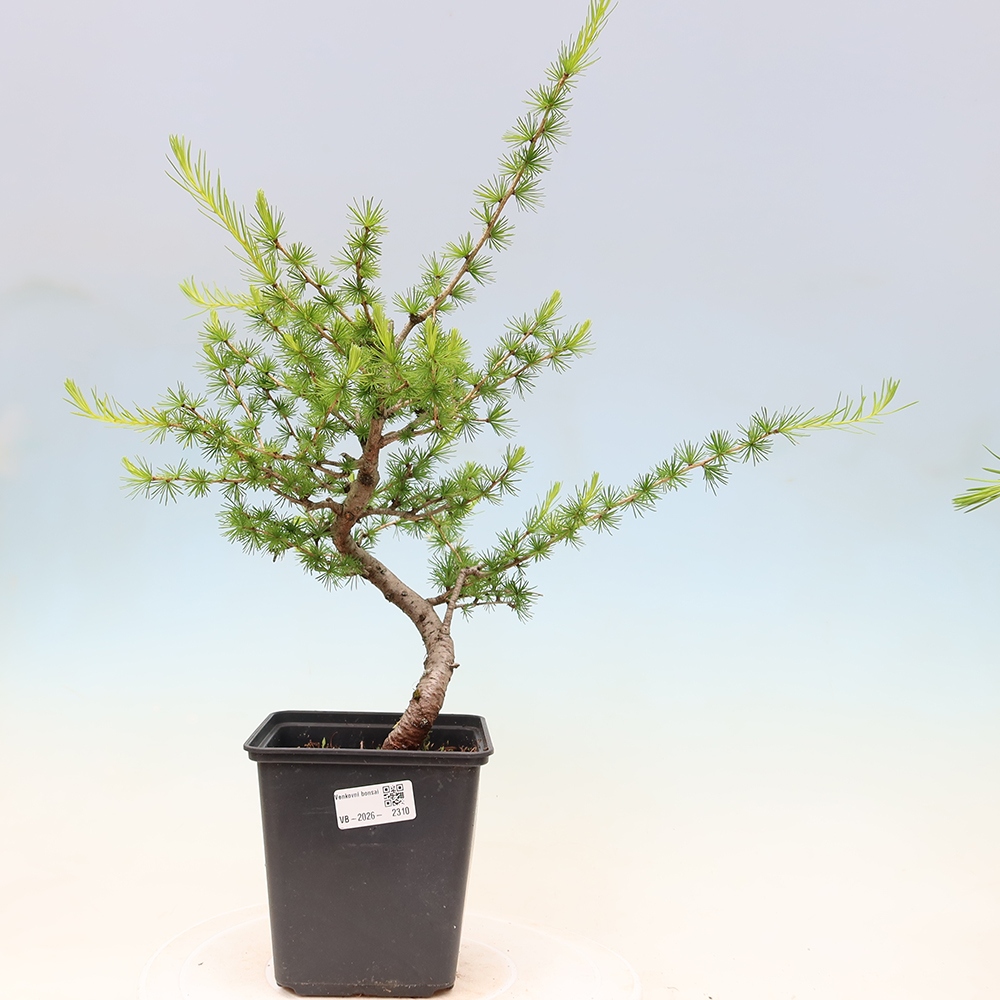 Bonsai da esterno -Larix decidua - Larice