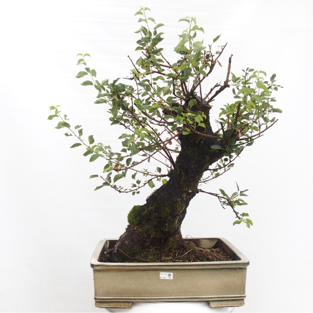 Bonsai da esterno - Mahalebka - Prunus mahaleb
