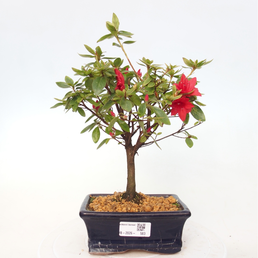 Bonsai da esterno - Azalea giapponese - Azalea sp.