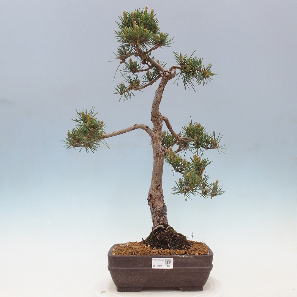 Bonsai da esterno - Pinus Sylvestris Watererri - Pino silvestre