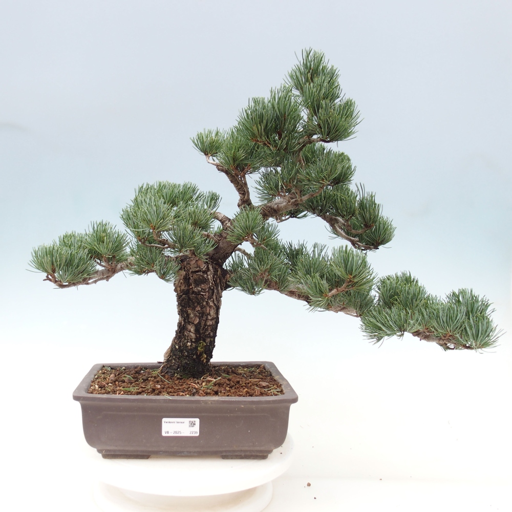Bonsai da esterno - Pinus parviflora - Pinus parviflora