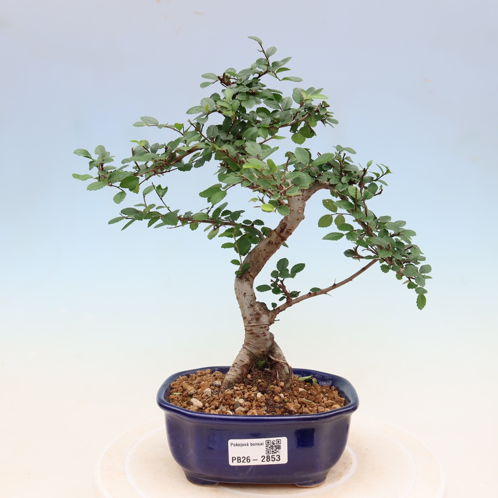 Camera bonsai - Ulmus parvifolia - Olmo a foglie piccole