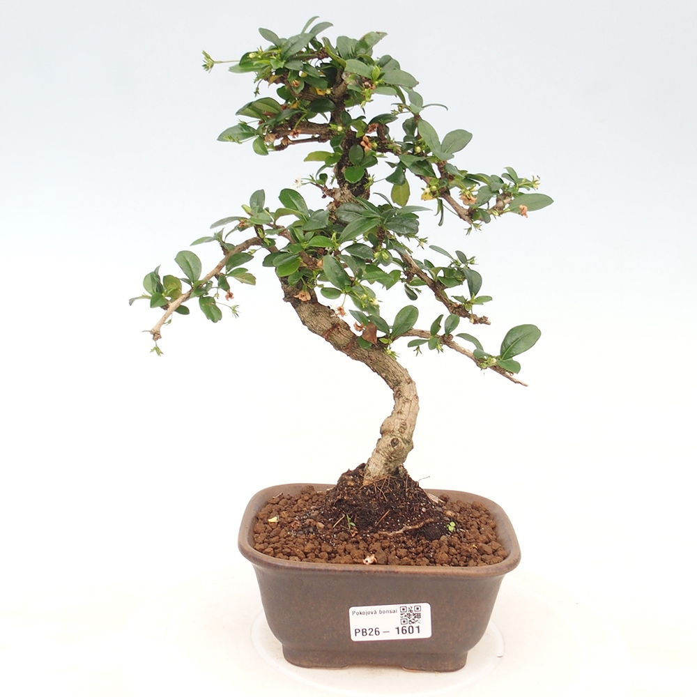 Camera bonsai - Carmona macrophylla - Tea fuki