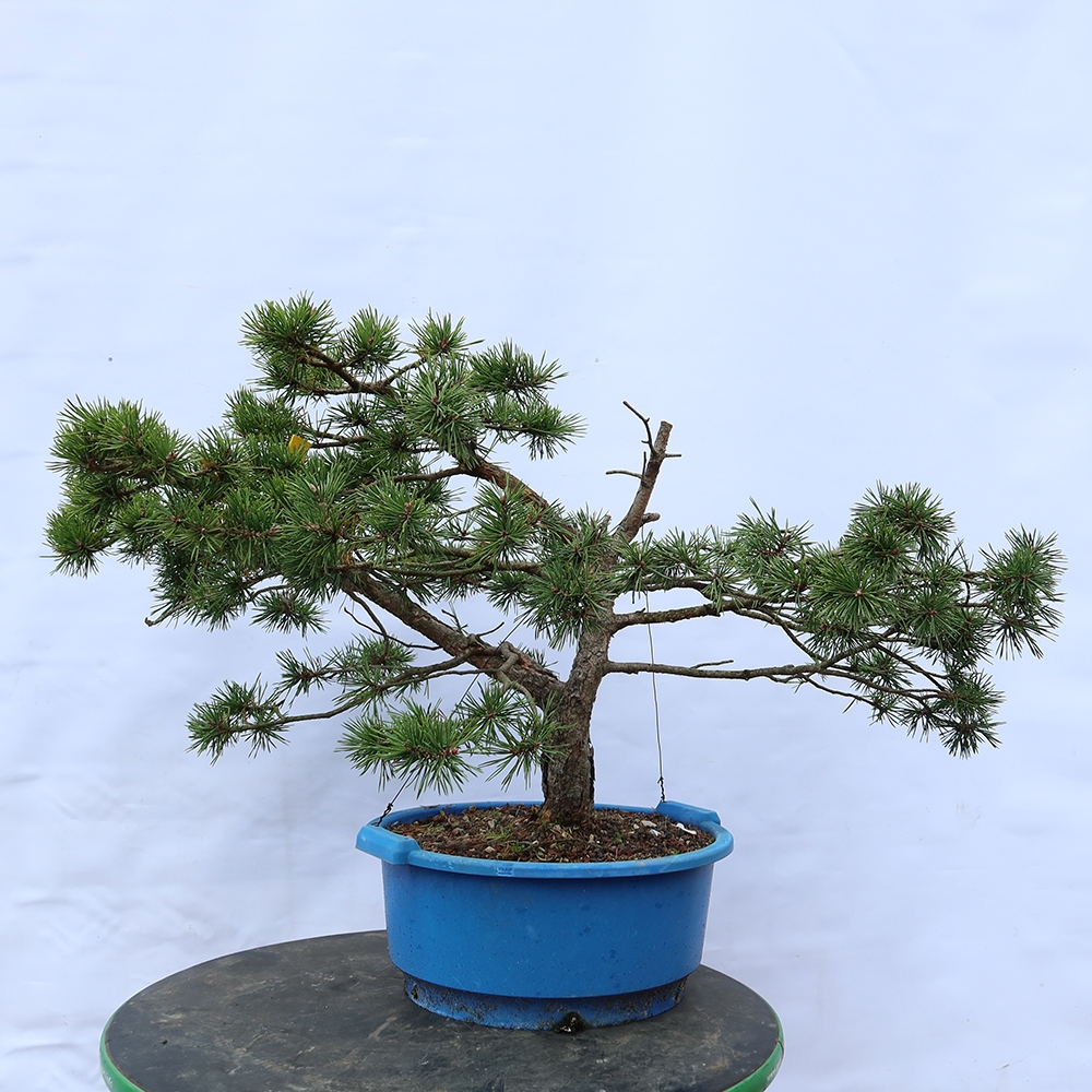 Pinus sylvestris Spagna - pino silvestre