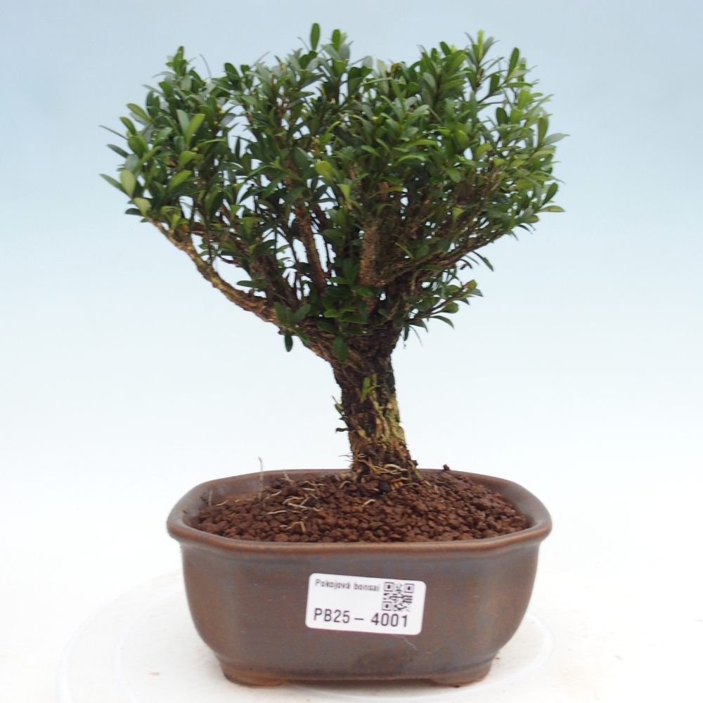 Camera bonsai - Buxus harlandii - buxus da sughero