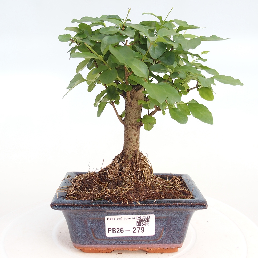 Camera bonsai -Ligustrum chinensis - Becco d'uccello