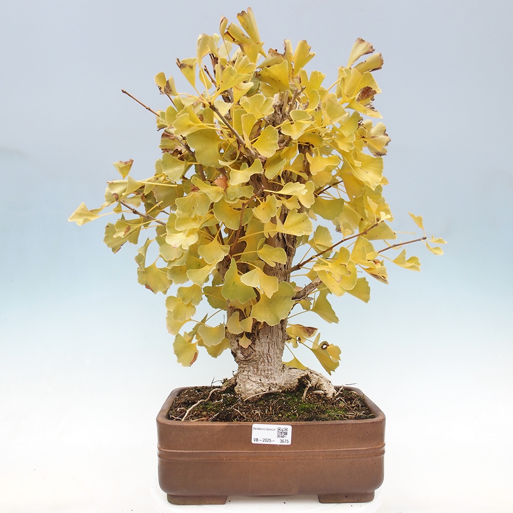 Bonsai da esterno - Ginkgo biloba - Ginkgo biloba