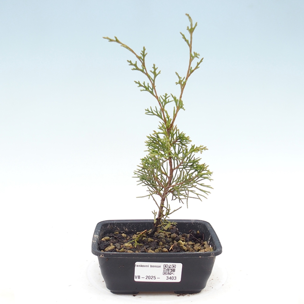 Bonsai da esterno - Juniperus chinensis Itoigawa