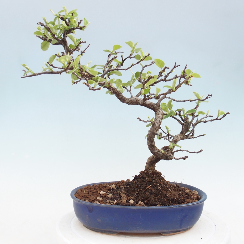 Bonsai da esterno - Chaneomeles chinensis