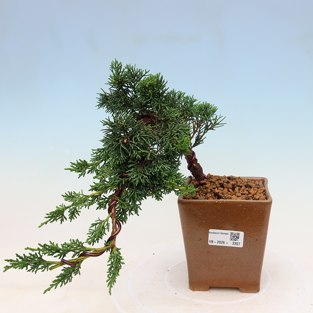 Bonsai da esterno - Juniperus chinensis Kishu