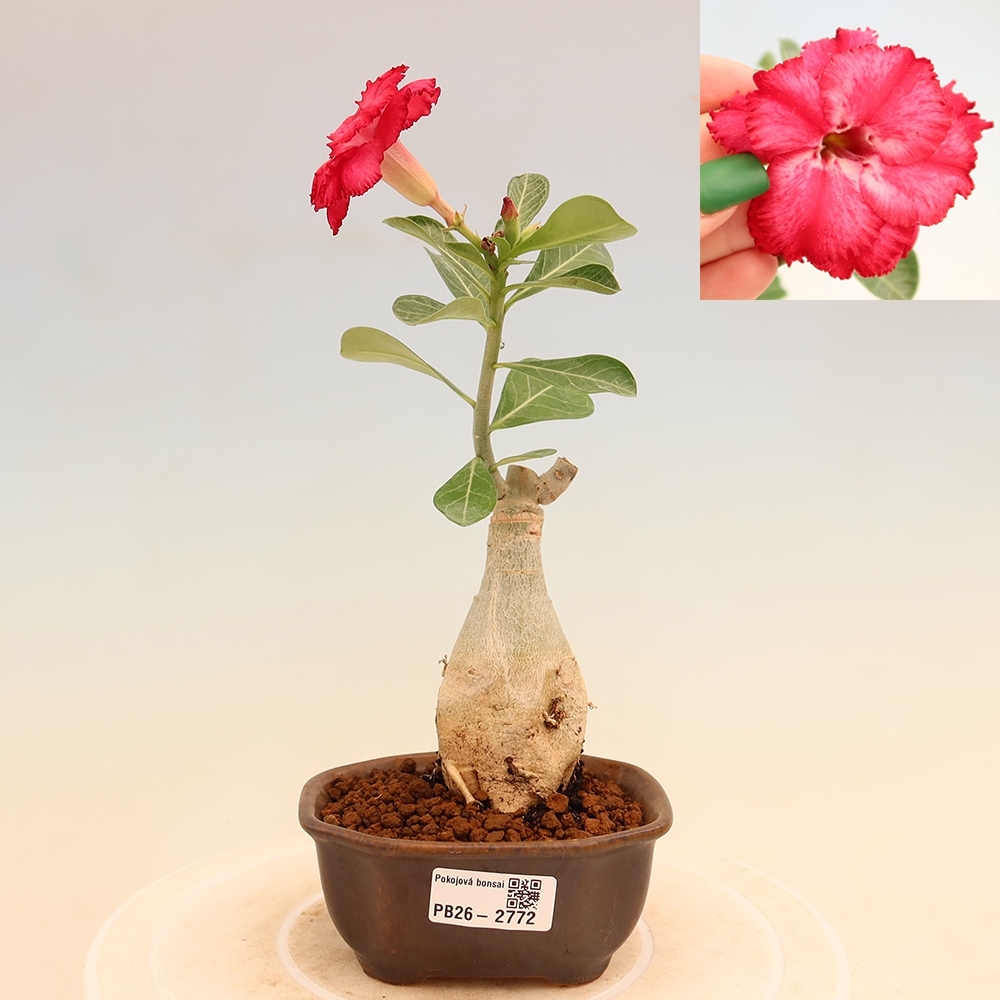 Bonsai da interno - Adenium obesum innestato V.F.S.326  - Rosa del deserto