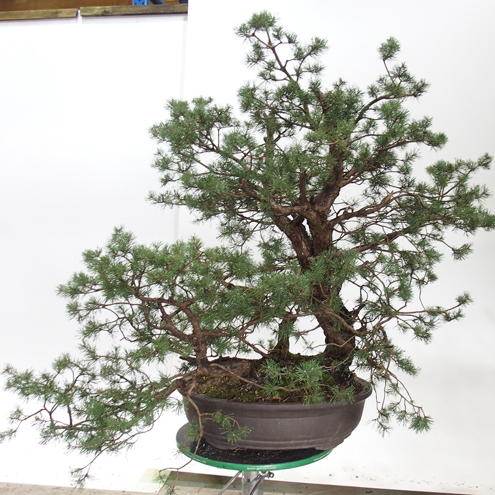 Yamadori - Pinus sylvestris Spagna