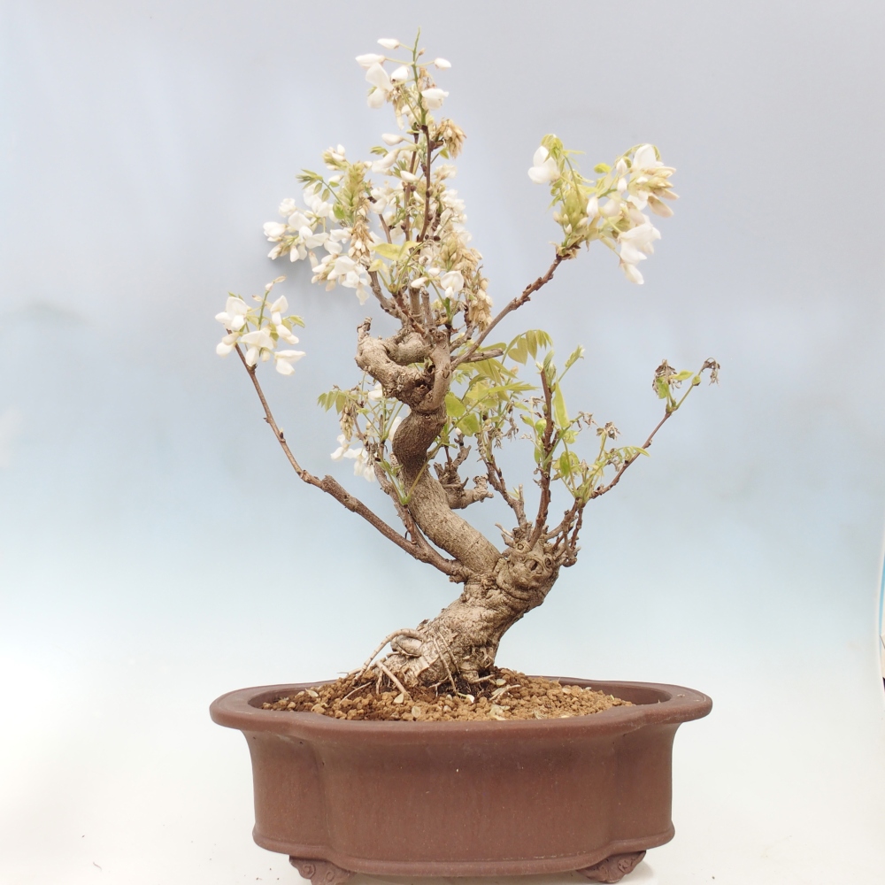 Bonsai da esterno - Vistaria - Glicine