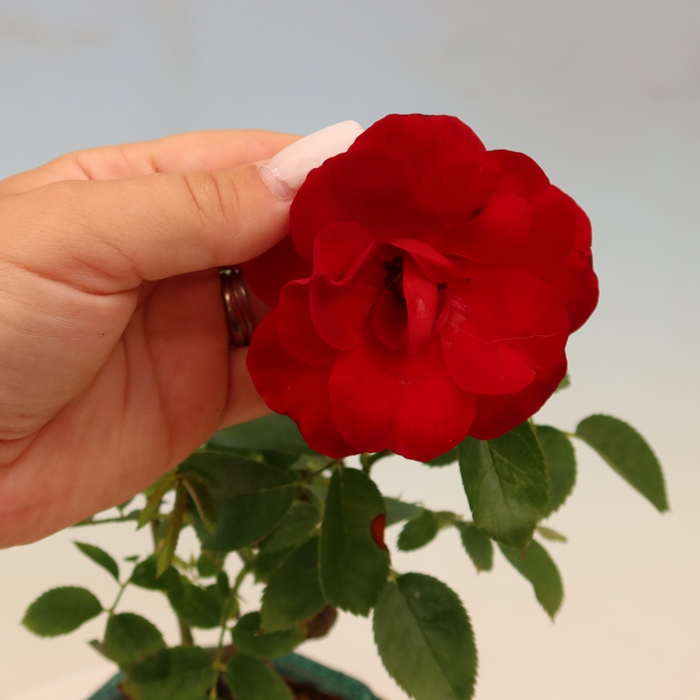 Bonsai da esterno - Rosa Kordes - rosa