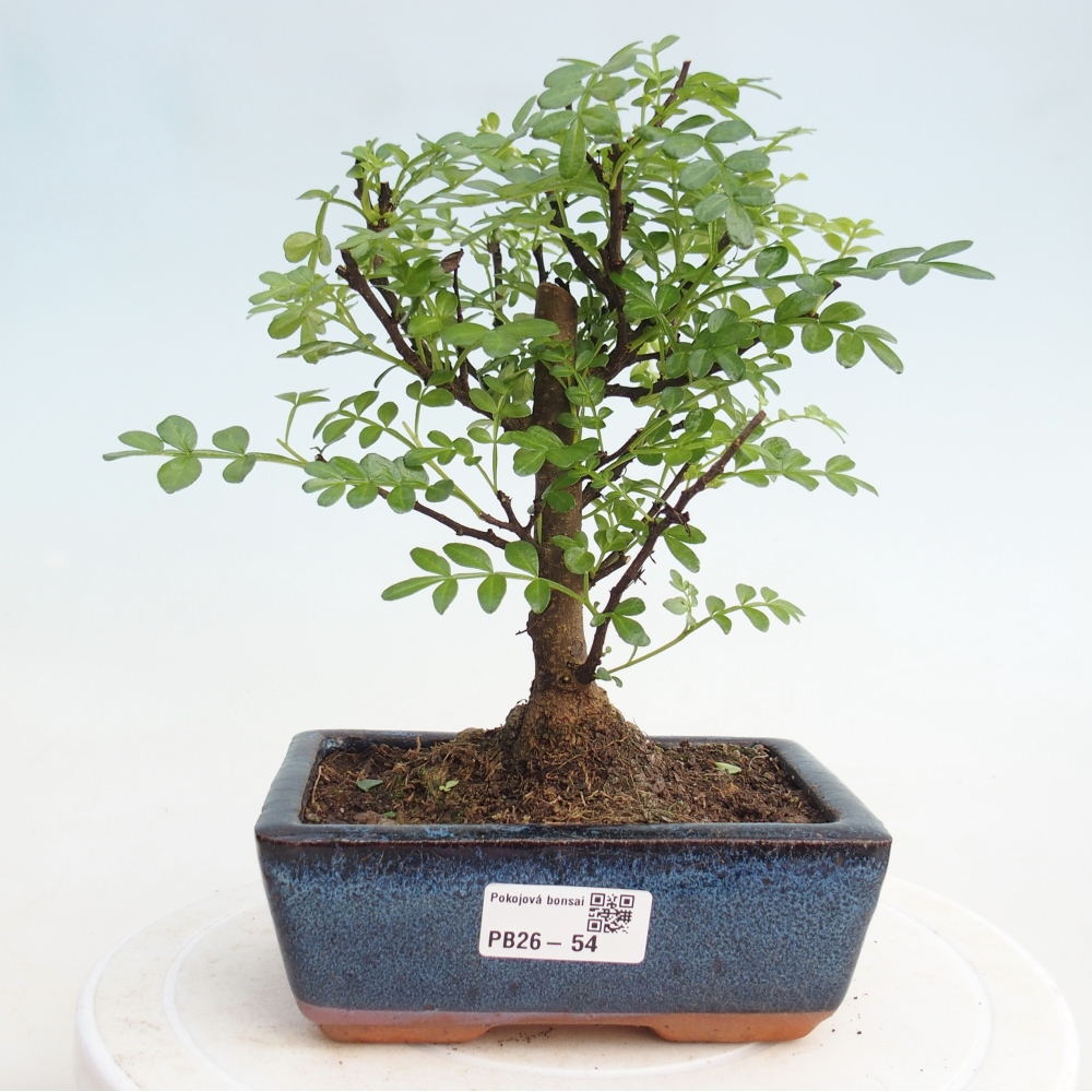Camera bonsai - Zantoxylum piperitum - albero del pepe