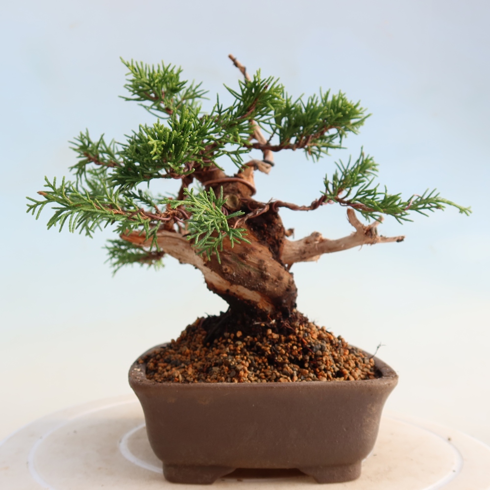 Bonsai da esterno - Juniperus chinensis Itoigawa
