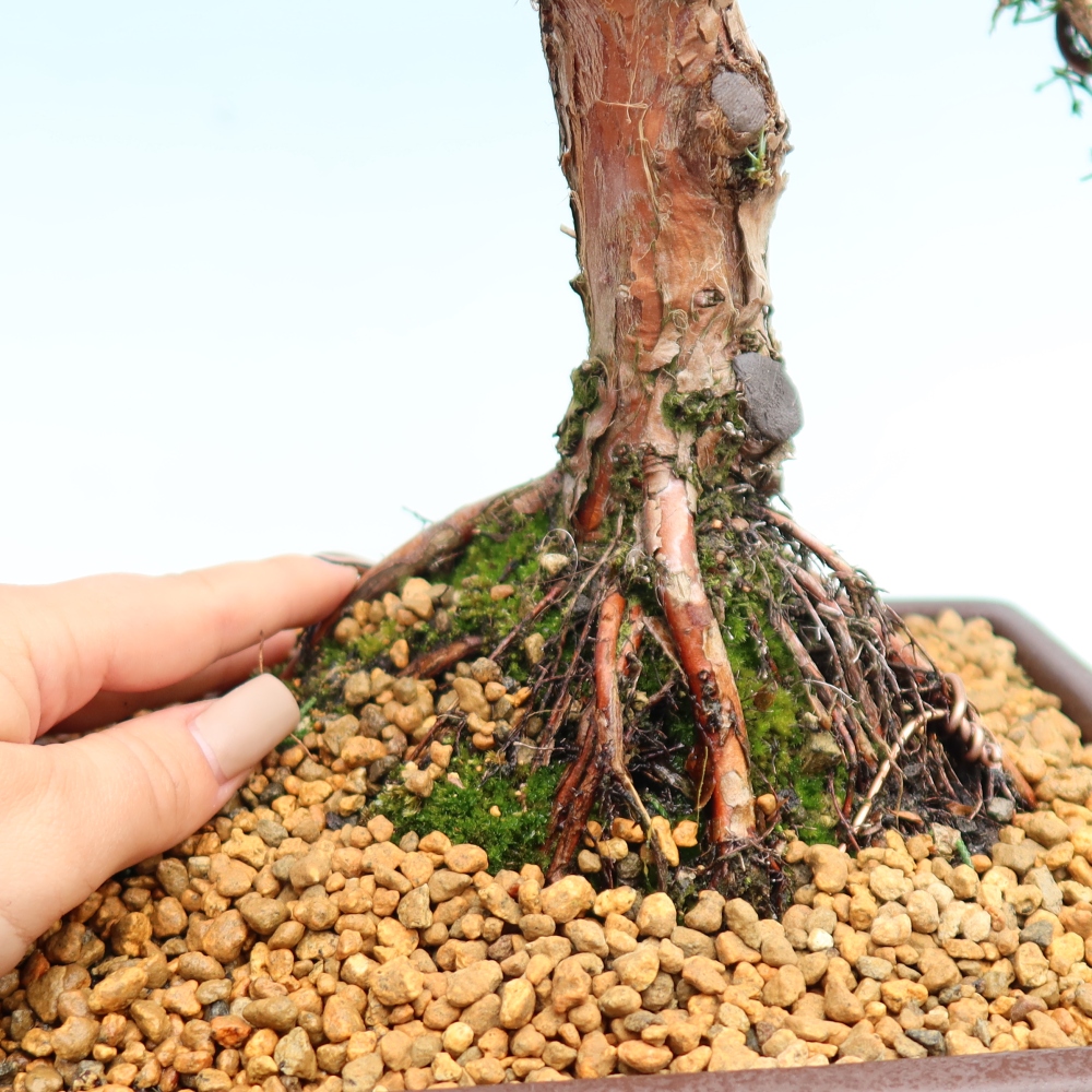 Bonsai da esterno - Juniperus chinensis Kishu