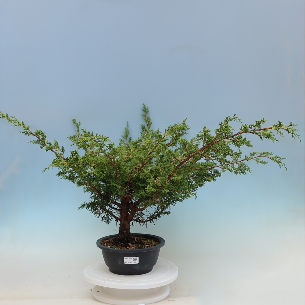 Bonsai da esterno - Juniperus chinensis Itoigawa