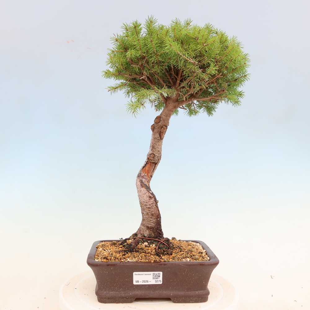 Bonsai da esterno - Abete rosso - Picea glauca globo