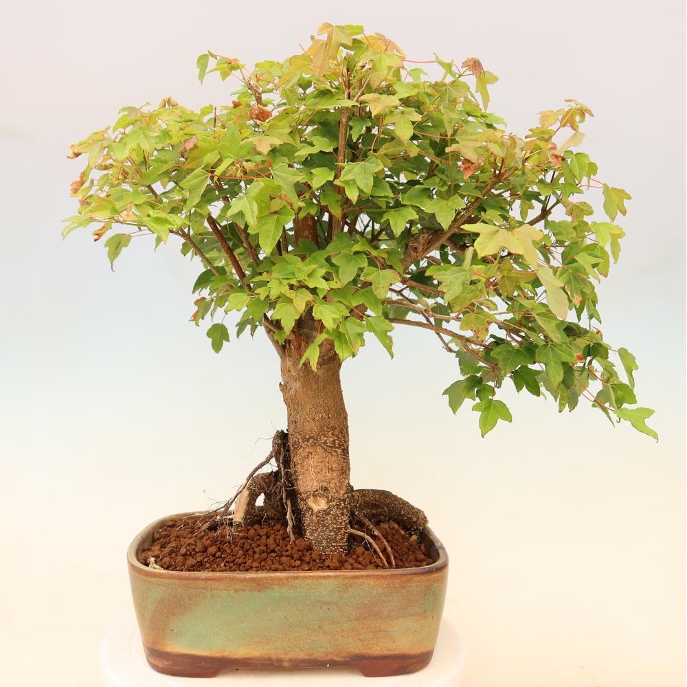 Bonsai da esterno - Acero Burger - Acer Burgerianum