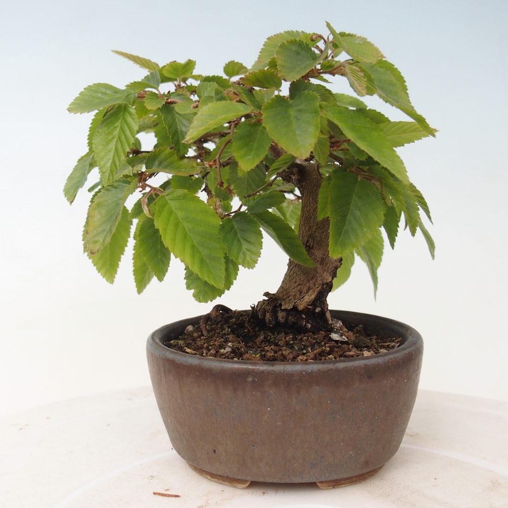 Bonsai da esterno -Carpinus CARPINOIDES - Carpino coreano