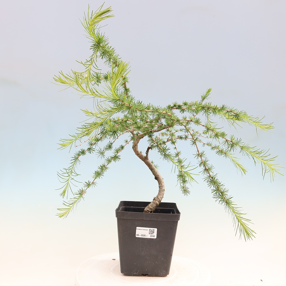 Bonsai da esterno -Larix decidua - Larice