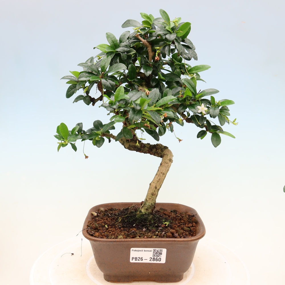 Camera bonsai - Carmona macrophylla - Tea fuki