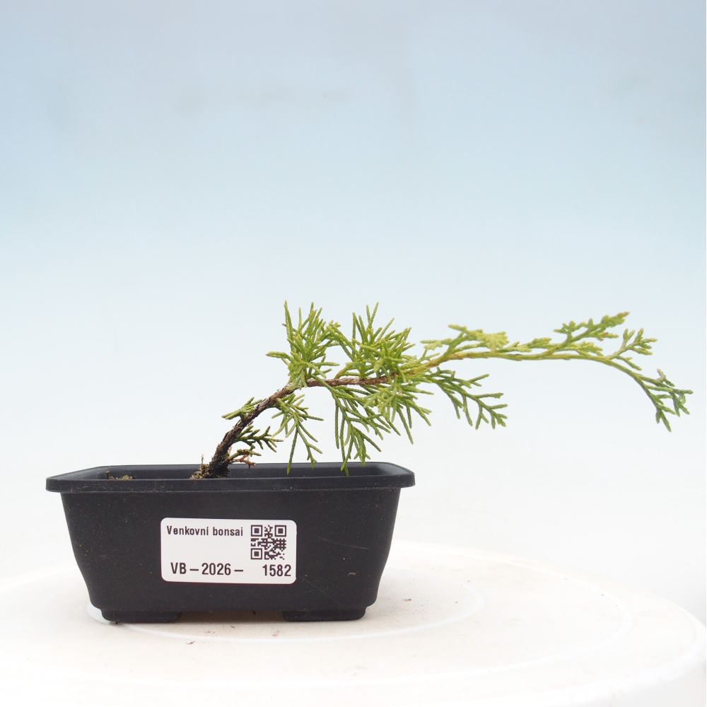 Bonsai da esterno - Juniperus chinensis Itoigawa