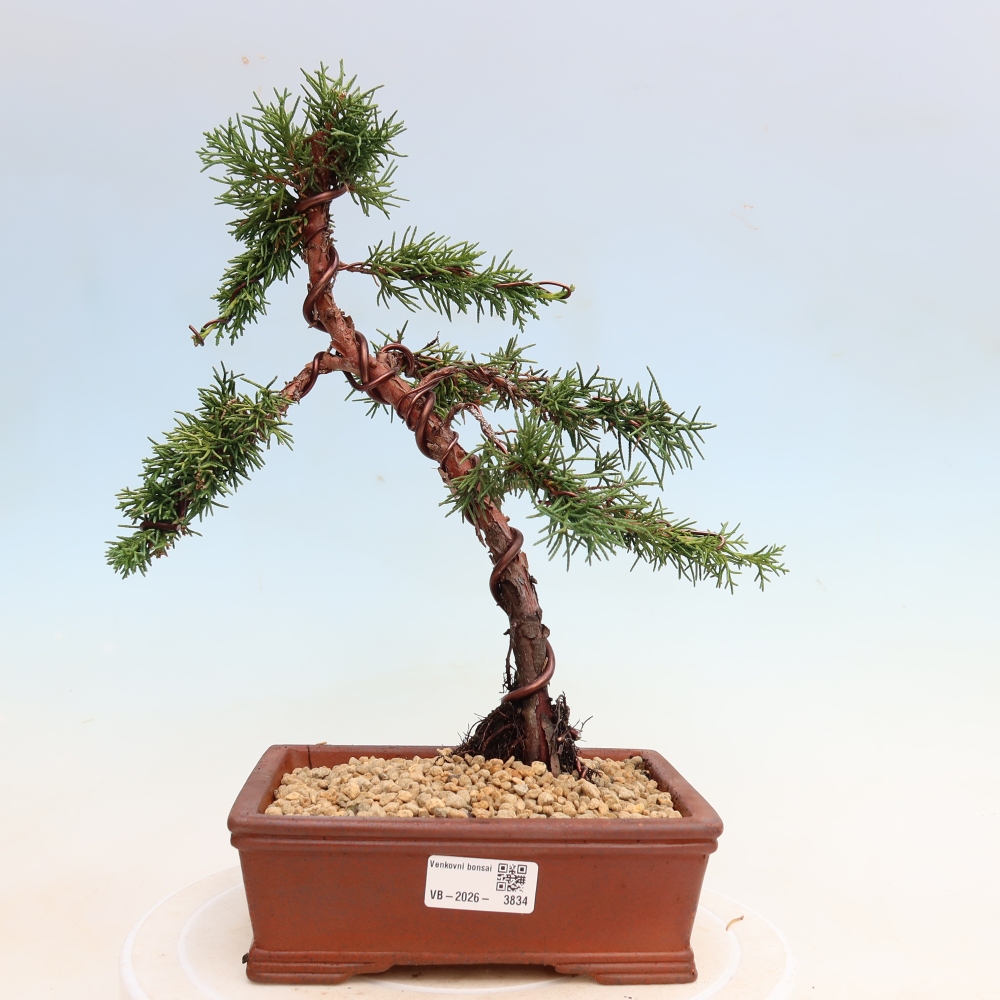 Bonsai da esterno - Juniperus chinensis Kishu