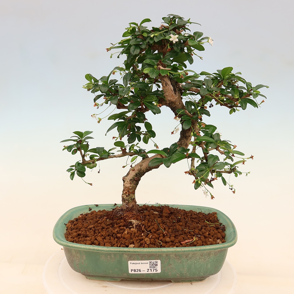 Camera bonsai - Carmona macrophylla - Tea fuki