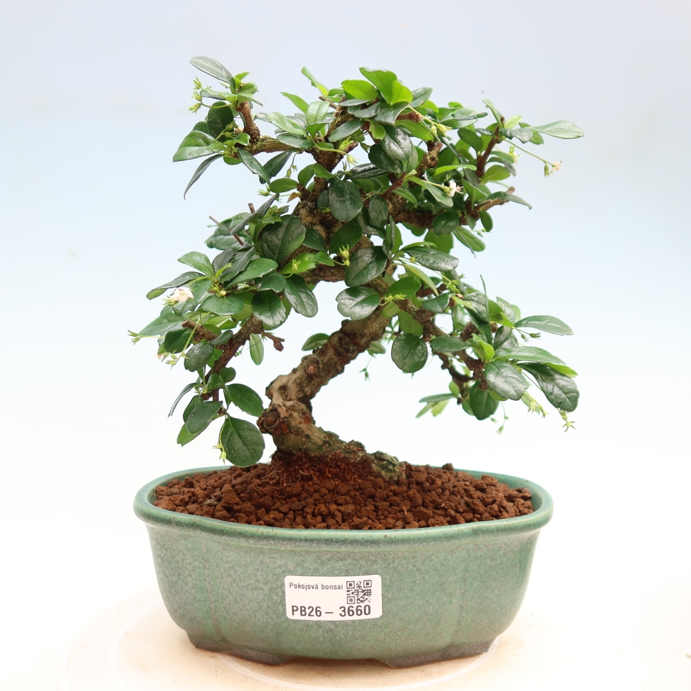 Camera bonsai - Carmona macrophylla - Tea fuki
