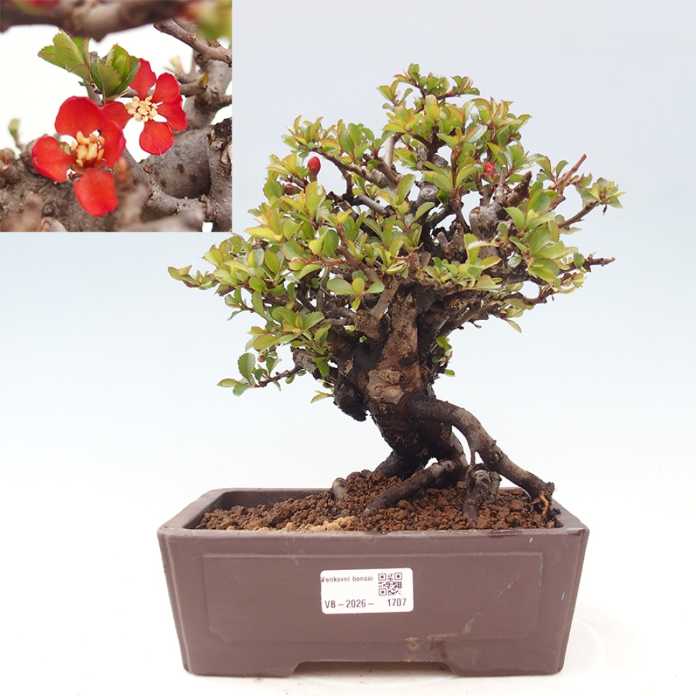 Bonsai da esterno - Chaneomeles speciosa - Cotogno