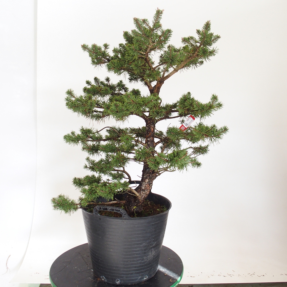 Yamadori - Pinus sylvestris Spagna