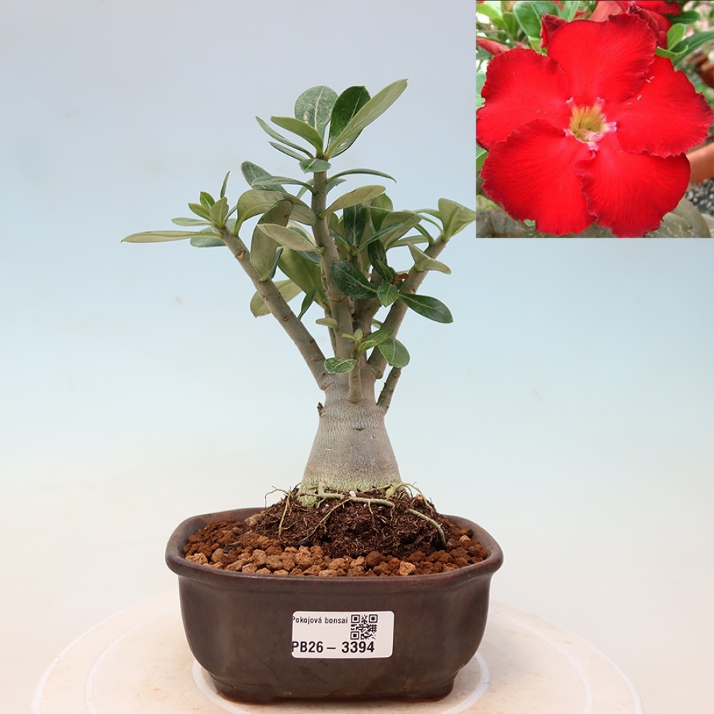 Bonsai da interno - Adenium obesum Red Star - Rosa del deserto