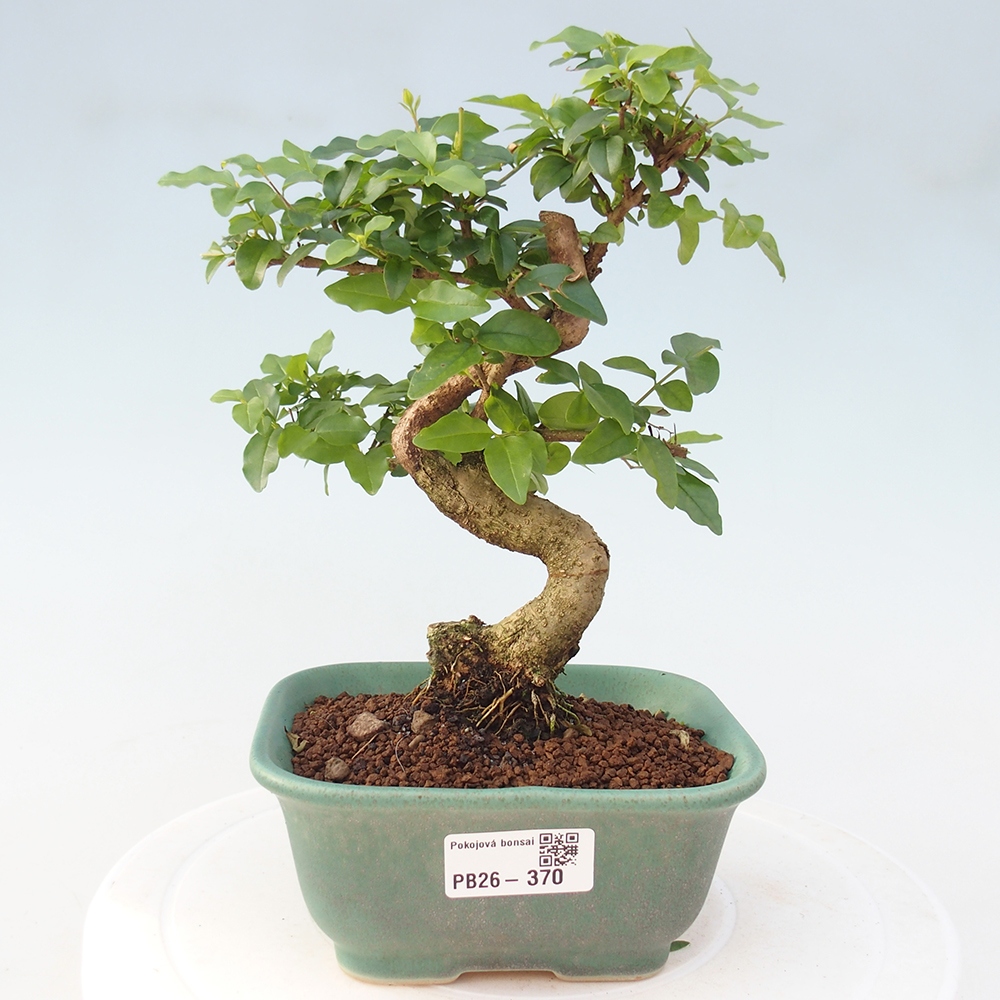 Camera bonsai -Ligustrum chinensis - Becco d'uccello